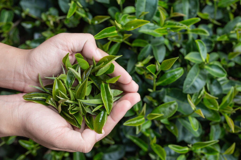 Organic green tea in lady's hands. 